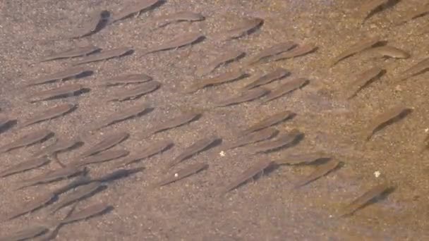 School Fish Stream Diagonaal Gerangschikt Tijdens Het Voeden Samen Dan — Stockvideo