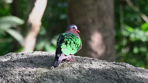 Sett Från Ryggen Vänd Höger Tidiga Morgontimmarna Skogen Common Emerald — Stockvideo