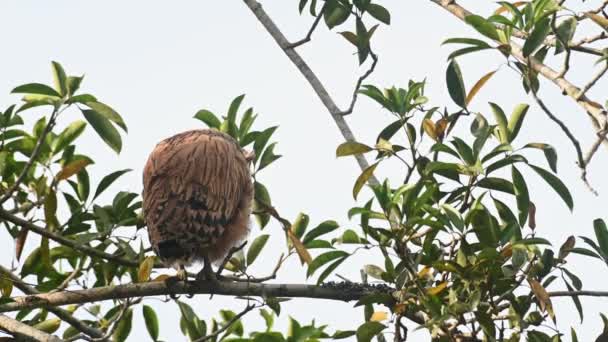 Fledgling Just Standing Its Perch Moves Little Looks Buffy Fish — Stock video