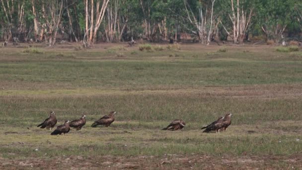 One Middle Shakes Its Feathers One Swoops Left Black Eared — Vídeo de Stock