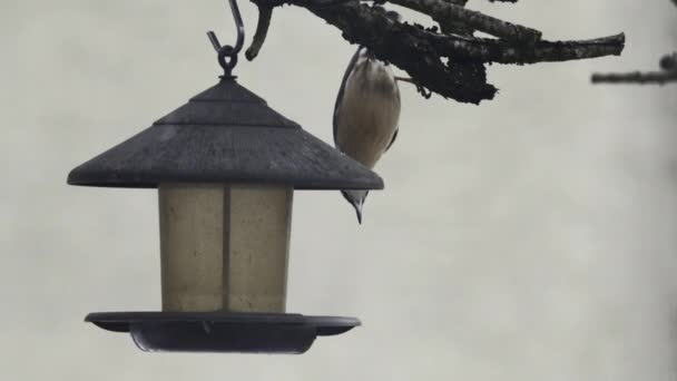 Close Bird Feeder Hanging Tree Branch Blue Tit Bird Come — Vídeos de Stock