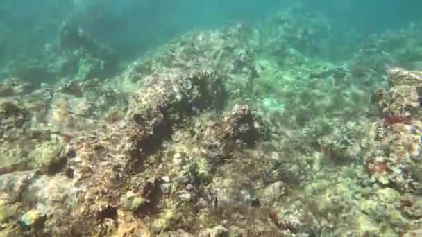 Coral Garden Tours Maui Featuring Red Pencil Urchins Butterfly Fish — Stock video