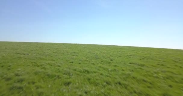 无人机穿过堪萨斯州弗林特山上的绿草 发现远处有一群野马 — 图库视频影像