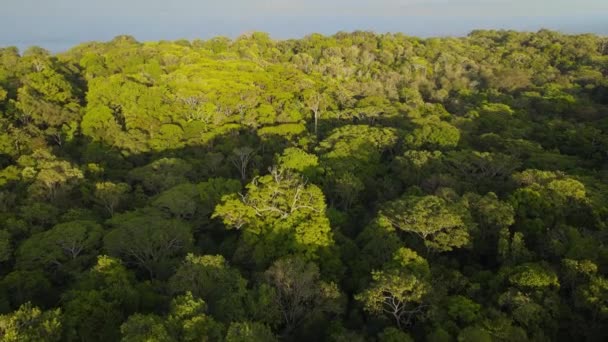 Ascending Camera View Tropical Forest Osa Peninsula Costa Rica — стоковое видео