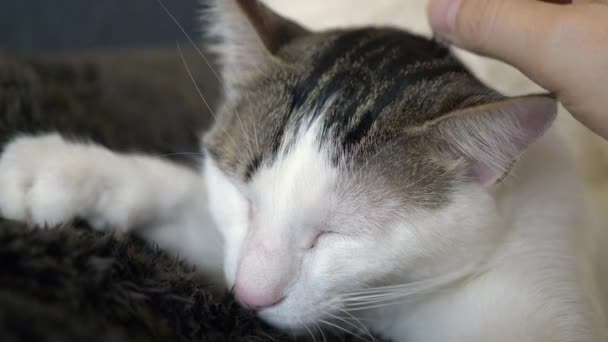 人間の手で脳卒中を楽しむ目を閉じてかわいい猫のクローズアップ — ストック動画