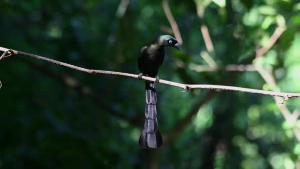 Uppflugen Vinranka Hoppar Sedan Ner Fågelbadet Racket Tailed Treepie Crypsirina — Stockvideo