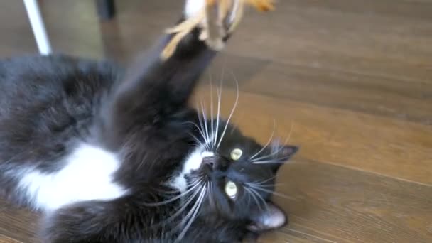 Slow Motion Shot Playful Black Cat Beating Paws Lying Back — Vídeos de Stock