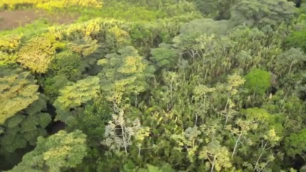 Řeky Stromy Kolumbie — Stock video