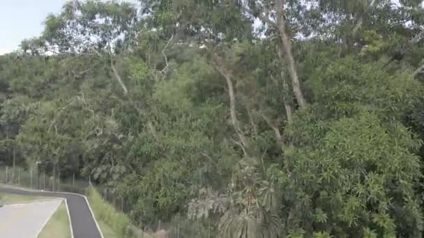 Rivers Trees Colombia — Stok video