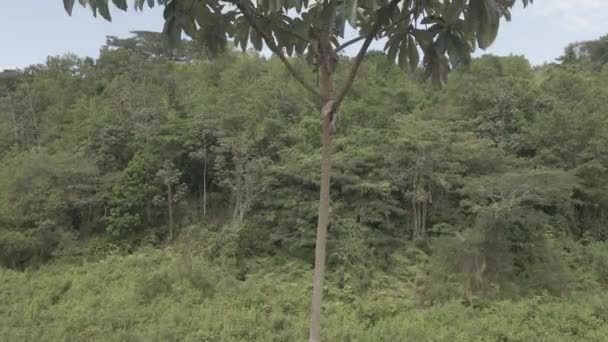Rivers Trees Colombia — Stockvideo