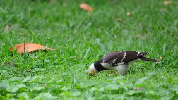 Metiendo Pico Suelo Buscando Gusanos Para Comer Starling Gracupica Nigricollis — Vídeos de Stock