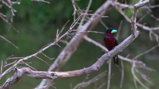 Seen Right Hand Side Perched Bare Branch While Looking Black — Vídeo de stock