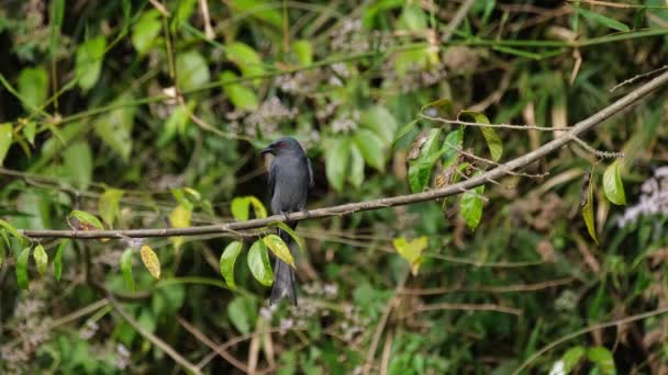 Scanning Area Insects Flying Quick Meal Ashy Drongo Dicrurus Leucophaeus — Stock Video