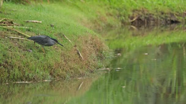 池の端で獲物を動かずに突き出す タイのストライト ヘロン ブトリデス ストラタ — ストック動画