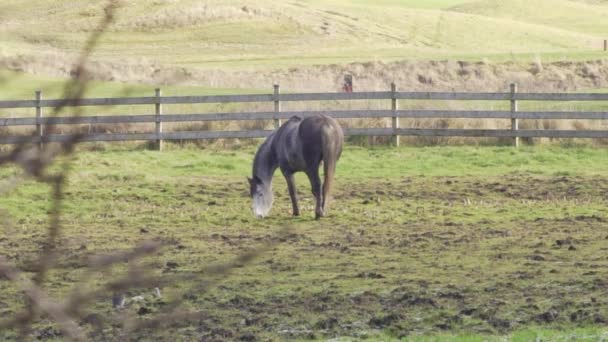 Grey Horse Eating Grass Alone Muddy Field Wide Shot — стоковое видео