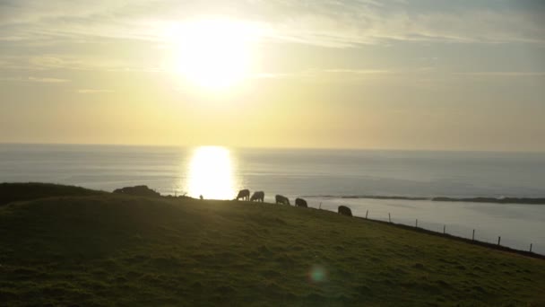 Coucher Soleil Derrière Les Vaches Brouteuses Long Littoral Timelapse — Video