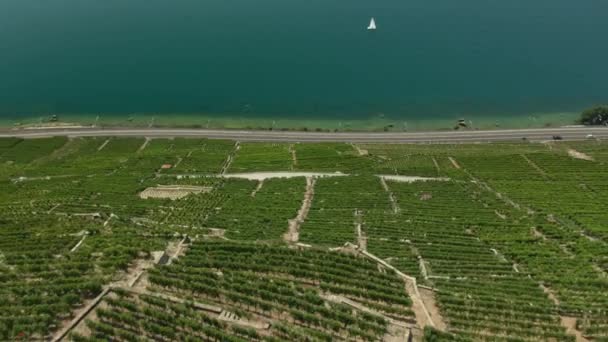 Aerial Αμπελώνες Στη Λίμνη Της Γενεύης Ένα Πολύ Κλίση Βράχο — Αρχείο Βίντεο