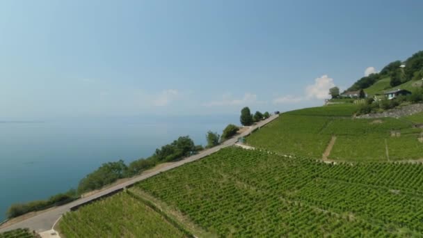 4K日内瓦湖悬崖上的空中葡萄园 — 图库视频影像