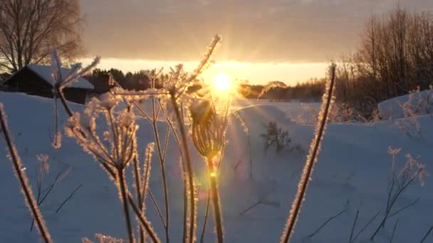 Winter Frost Scandinavia Frozen Grass Backlit Vibrant Rising Sun — ストック動画