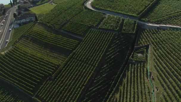 Aerial Vineyard Lake Drone Overhead Shot — Stock Video