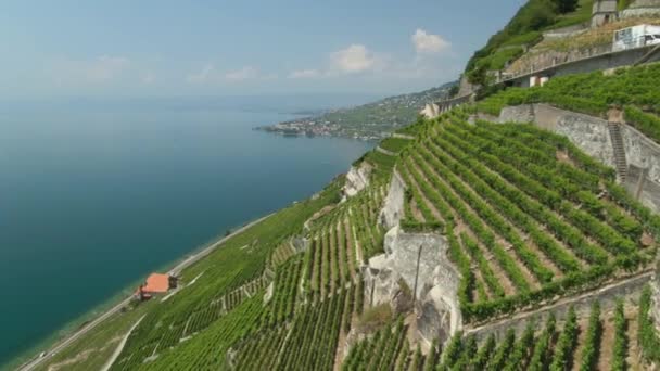Aerial Vineyards Lake Geneva Very Incline Cliff — Stockvideo