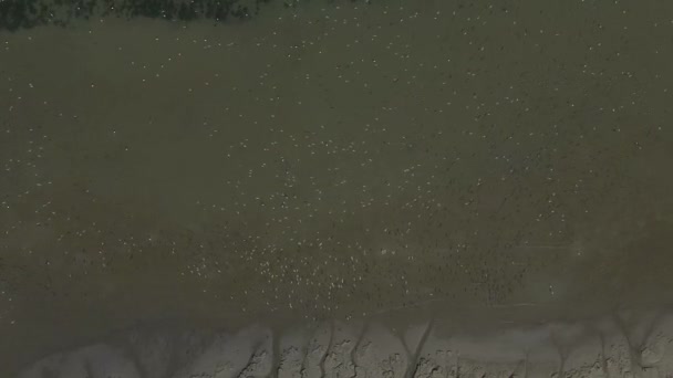 Hundreds Flamingos Flock Together Pacific Mud Flat Peru — Stock Video