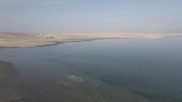 Des Centaines Flamants Roses Sur Côte Désertique Pérou Forment Une — Video