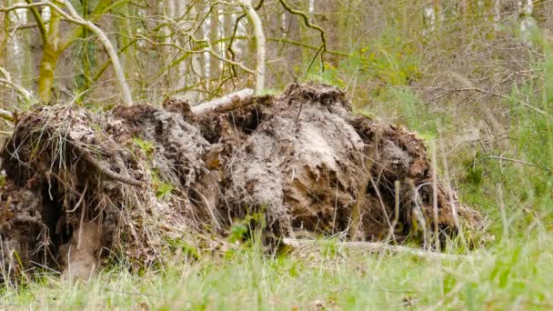 Rotade Stora Träd Rot Föll Storm Skog Statisk Marknivå Skott — Stockvideo