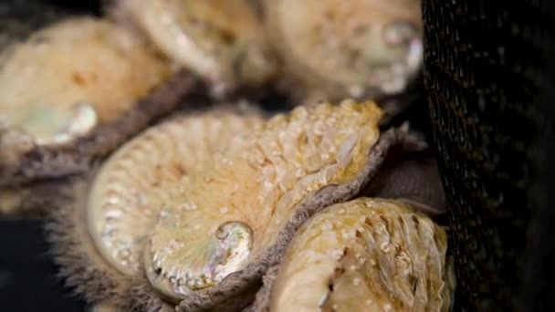 173 Abalone Videos Royalty Free Stock Abalone Footage Depositphotos