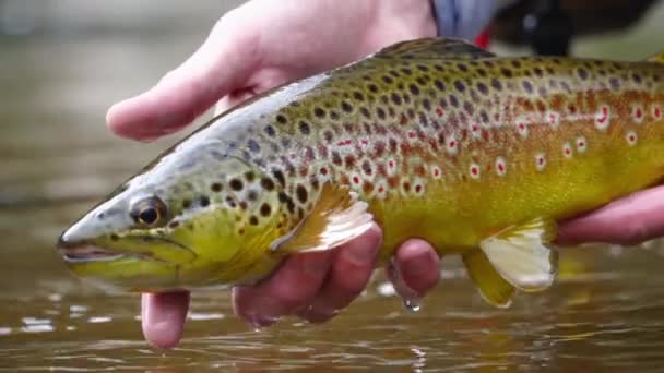 Zbliżenie Piękne Brown Trout Jest Uwalniane Zimnej Wody Rzecznej — Wideo stockowe