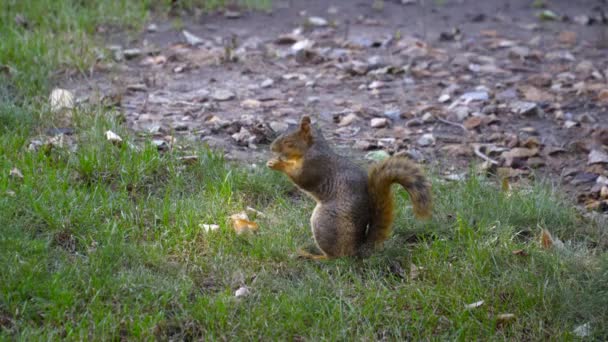 Nettes Gesundes Grauhörnchen Sitzt Auf Gras Und Frisst Eine Nuss — Stockvideo