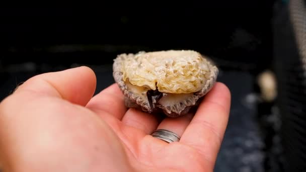 173 Abalone Videos Royalty Free Stock Abalone Footage Depositphotos