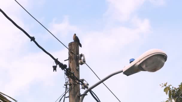 Pták Pozorující Okolí Během Jasného Dne Stojící Nad Sloupem Elektrického — Stock video