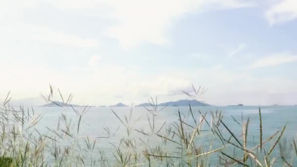 Panoramic View Islands Coast Panama City Tall Grass Swaying Windy — стоковое видео