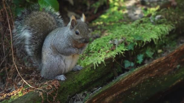 Squirrel Sitting Mossy Tree Trunk — стоковое видео