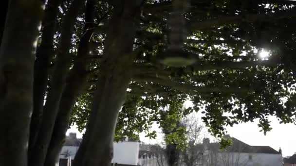 Rayons Soleil Traversant Les Branches Arbre Plymouth Royaume Uni — Video