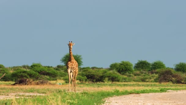 Girafa Solitária Caminhando Direção Câmera Meio Pastagem Central Kalahari Game — Vídeo de Stock