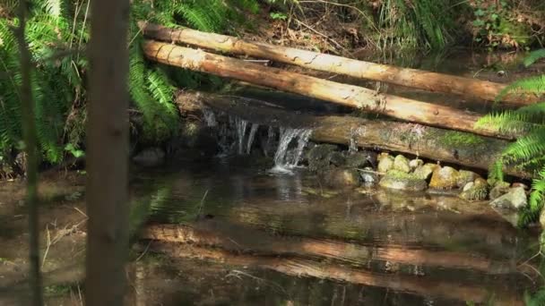 Lesní Vodopád Kapradím Zpomaleném Pohybu — Stock video