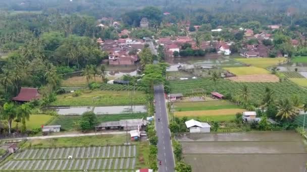 Campos Arroz Com Templo Fundo Aldeia Mungkid Java Central Indonésia — Vídeo de Stock