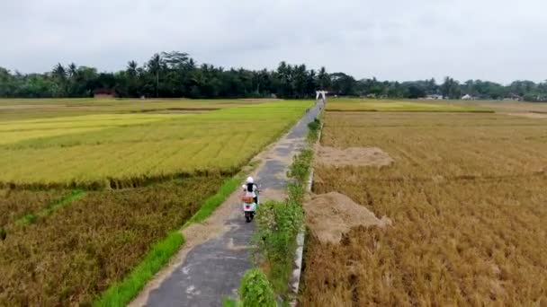 ヘルメットなしの女の子は 田んぼ インドネシアのジョグジャカルタの間の田舎道でヴェスパを運転します 空中旋回 — ストック動画