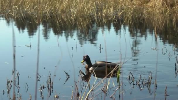 一只公鸭子在池塘里游泳 慢吞吞地潜水觅食 — 图库视频影像