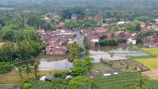 Drohne Fliegt Über Reisfelder Mit Tempel Hintergrund Dorf Mungkid Zentraljava — Stockvideo