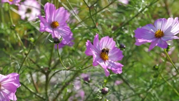 Bee Pollinating Colorful Flowers Beautiful Sunny Summer Day — Stockvideo