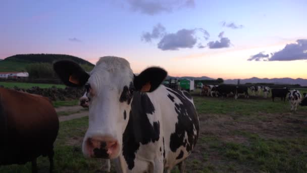 Kráva Pohybující Hlava Zavřít Krávy Západ Slunce Hory Pozadí — Stock video