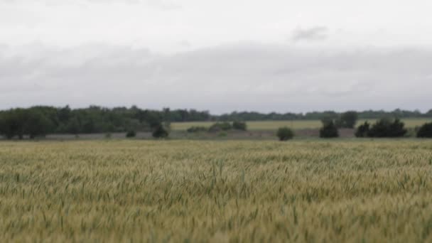 前景に遠くの木と風の遅い動きで吹いてフィールド内の小麦や草と灰色の曇りの日のショット — ストック動画