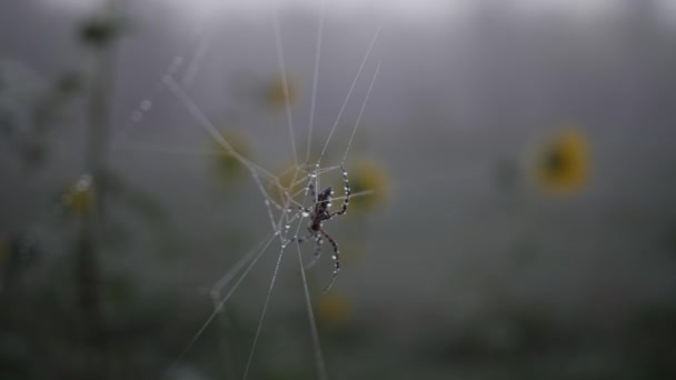 Een Spin Hangt Zijn Web Bedekt Met Druppels Dauw Het — Stockvideo