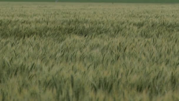 Wheat Grass Field Blows Slow Swaying Motion Kansas Field Day — стоковое видео
