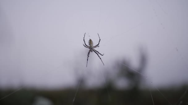 Spider Hangs Its Web Middle Field Cool Foggy Morning Distant — Stock Video