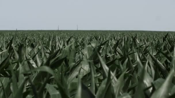 炎热的夏日里 堪萨斯州田野里 摄像机拍打着绿色的玉米茎 — 图库视频影像