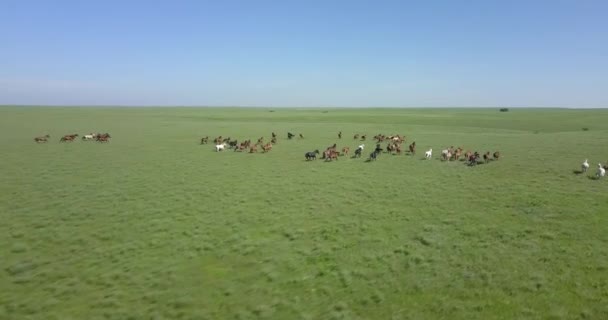 Sweeping Aerial Drone Shot Herd Wild Horses Running Green Prairie — Video Stock